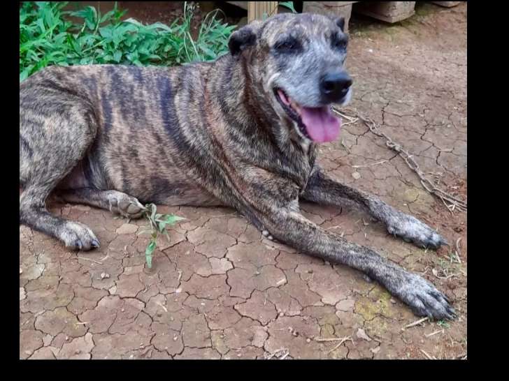 En quête d'un foyer : chienne âgée de 5 ans
