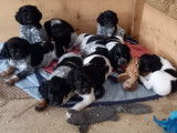 Chiots Épagneul Breton LOF à résever