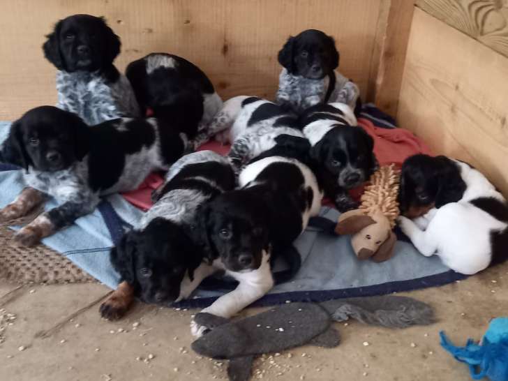 Chiots Épagneul Breton LOF à résever