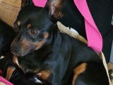 Mâle Pinscher Nain disponible pour saillie en région parisienne