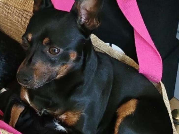 Mâle Pinscher Nain disponible pour saillie en région parisienne