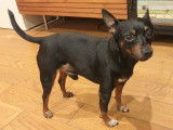 Mâle Pinscher Nain disponible pour saillie en région parisienne