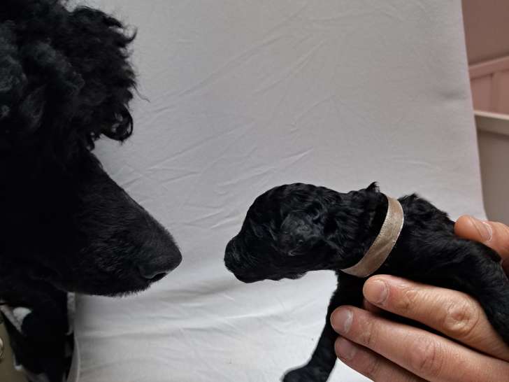 Chiots Caniche à réserver