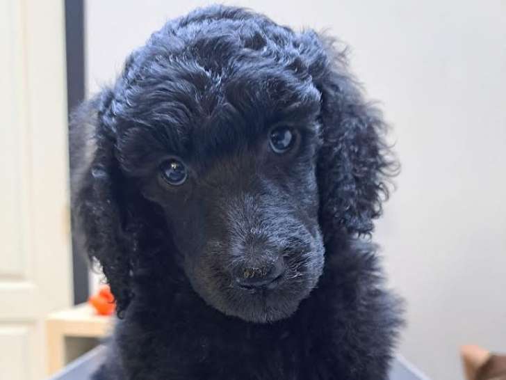 Chiots Caniche reste plus que 2 mâles