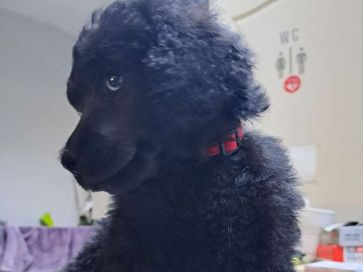 Chiots Caniche reste plus que 1 mâle