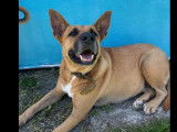 Adoption disponible : chienne de 3 ans