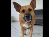 Adoption disponible : chienne de 3 ans