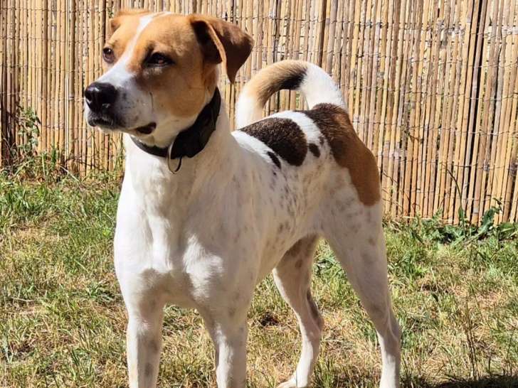 À la recherche d’un foyer : chienne marron et blanche