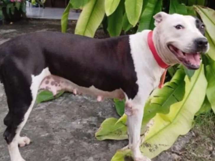 Chienne noire et blanche à adopter