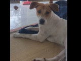 Chien d'un an disponible à l'adoption