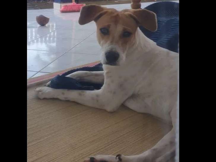 Chien d'un an disponible à l'adoption