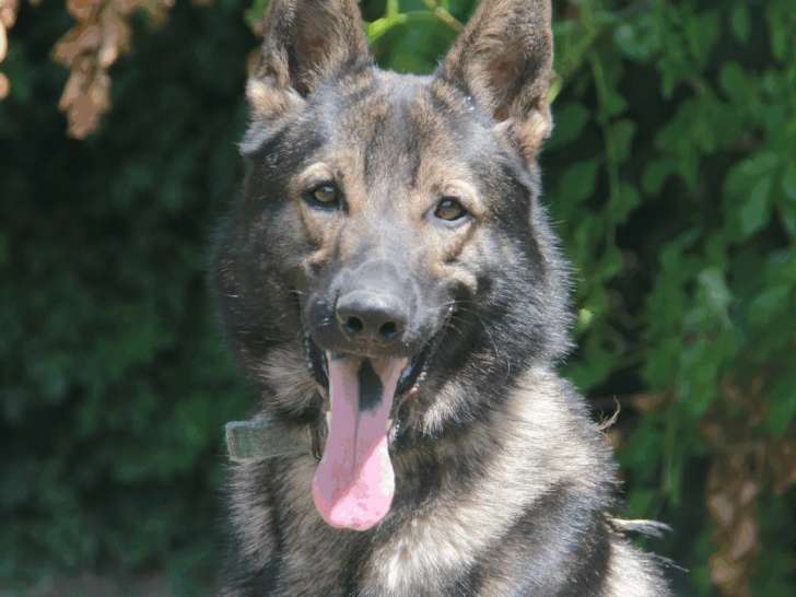 Chien Berger Allemand de 2 ans prêt pour l'adoption