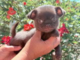 Chiot Chihuahua mâle à vendre