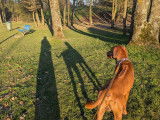 Male Rhodesian Ridgeback de 3 ans disponible pour saillie