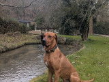Male Rhodesian Ridgeback de 3 ans disponible pour saillie