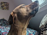 Male Rhodesian Ridgeback de 3 ans disponible pour saillie