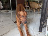Male Rhodesian Ridgeback de 3 ans disponible pour saillie