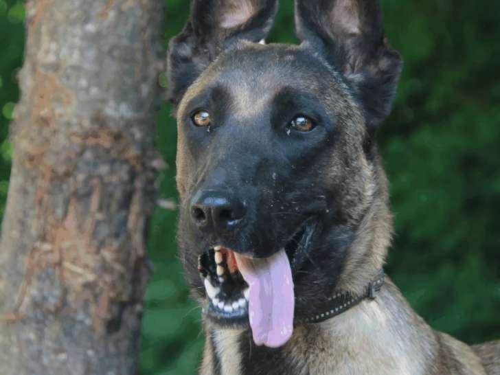 Chien Berger Malinois fauve charbonné en attente d’une famille