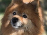 Chien Spitz Nain de 11 ans à accueillir