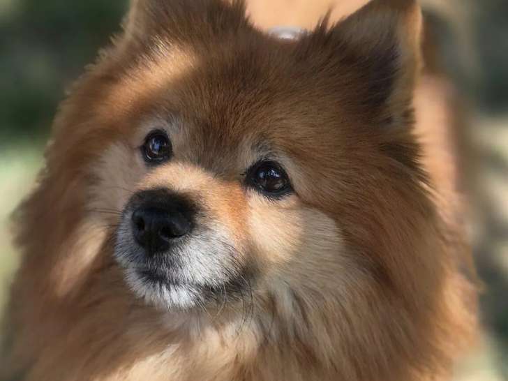 Chien Spitz Nain de 11 ans à accueillir