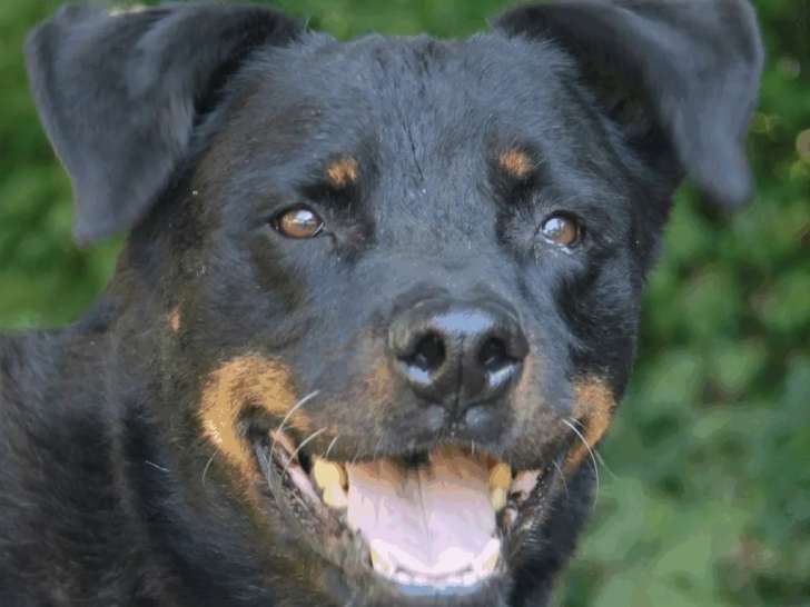 Chien Beauceron noir et feu en quête d'une famille