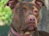 Adoption disponible : chienne de 6 ans
