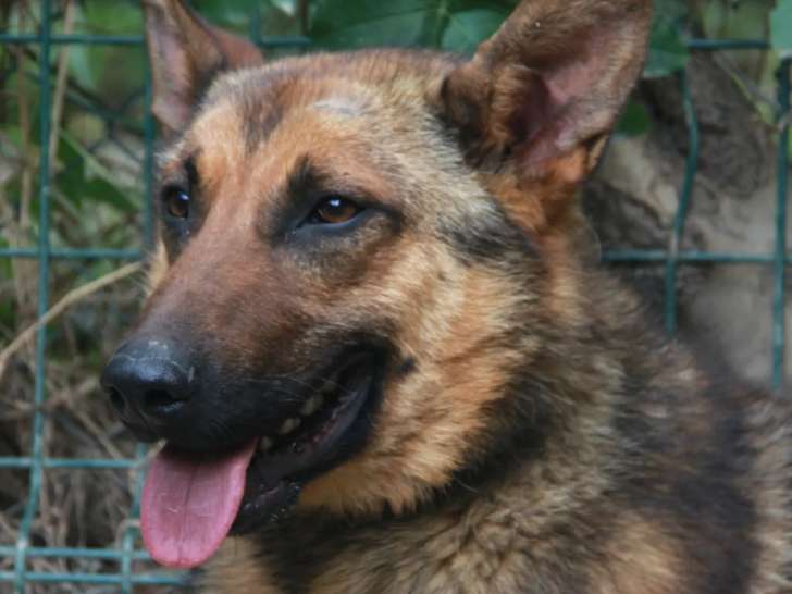 Chien Berger Malinois d’un an à la recherche d’une famille