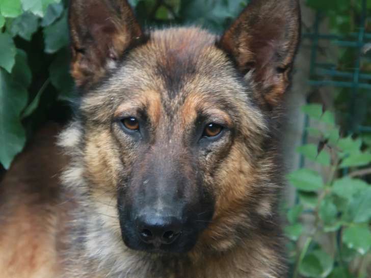 À adopter, chien Berger Malinois fauve charbonné