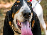 Disponible à l'adoption, chienne Gascon Saintongeois tricolore