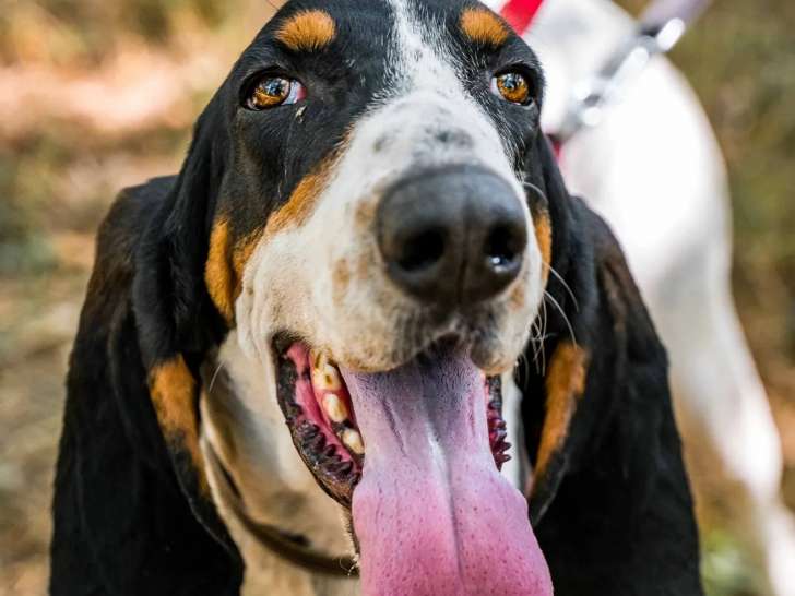 Disponible à l'adoption, chienne Gascon Saintongeois tricolore