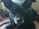 En attente d'adoption, chien Pinscher Nain adulte