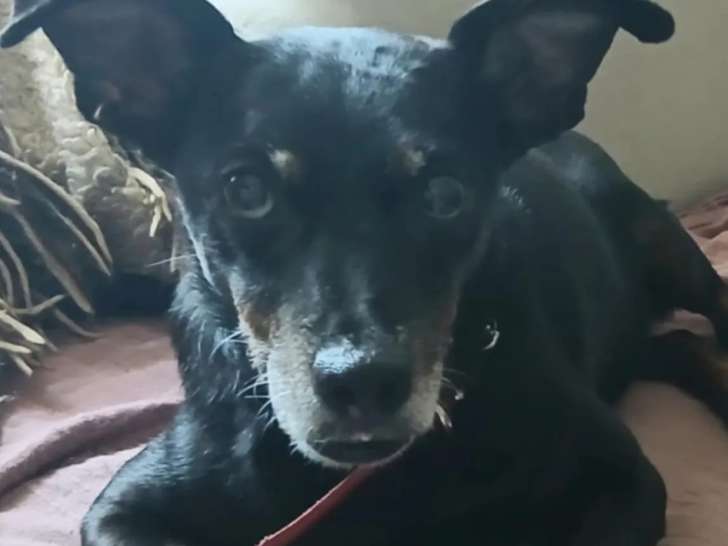 En attente d'adoption, chien Pinscher Nain adulte
