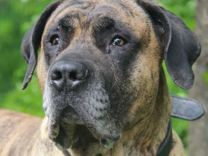 Prêt pour l'adoption, chien Dogue des Canaries bringé