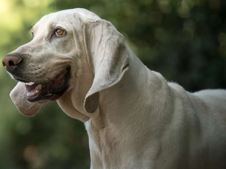 En attente d’une famille, chien Porcelaine au pelage blanc