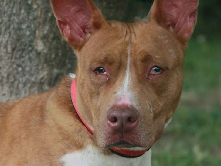 À accueillir, chienne Bull Terrier marron et blanche