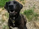 En quête d'une famille, chien Labrador de 10 ans