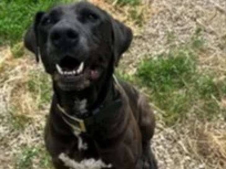 En quête d'une famille, chien Labrador de 10 ans
