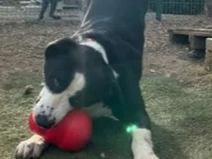Adoption disponible : chien Labrador noir et blanc