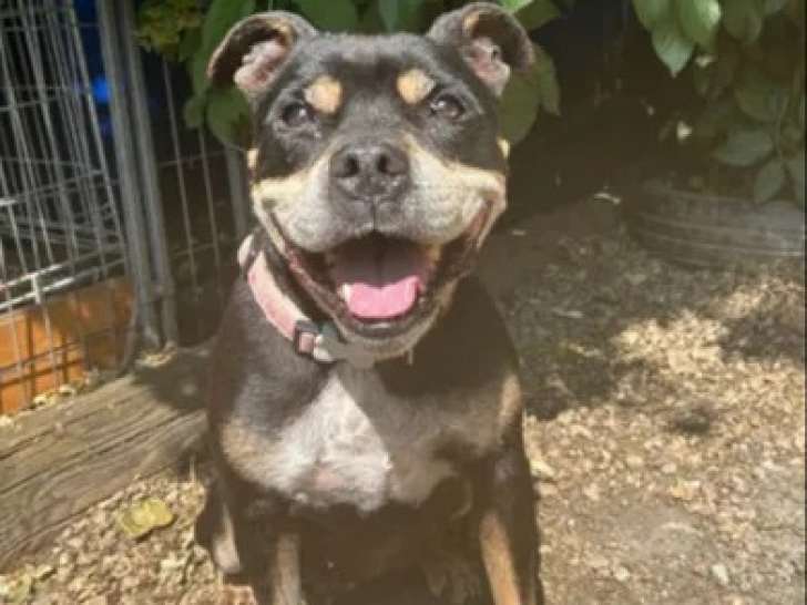 À la recherche d’une famille, chienne Staffordshire Américain Terrier de 11 ans