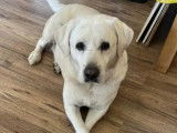 À adopter : chien Labrador sable