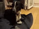 Disponible à l'adoption : chien Border Collie d'un an