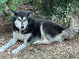 En attente d'adoption : chienne Husky Sibérien noire et blanche