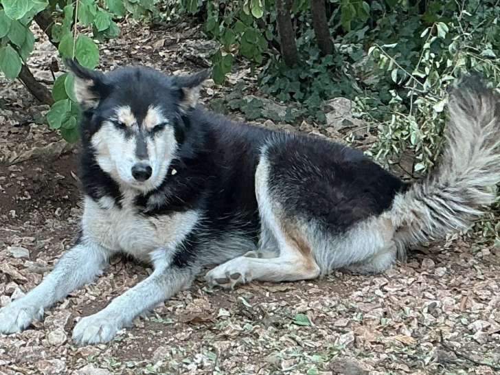 En attente d'adoption : chienne Husky Sibérien noire et blanche
