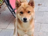 Prêt pour l’adoption : chien Shiba Inu fauve