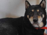 En attente d’une famille : chienne Shiba Inu de 8 ans