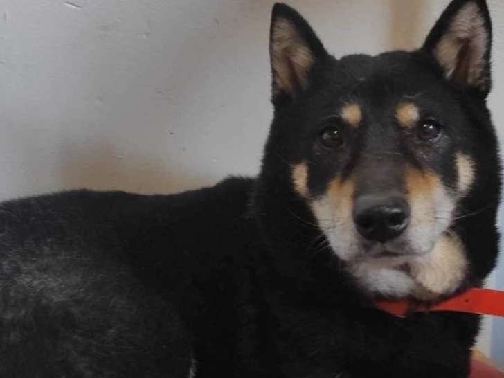 En attente d’une famille : chienne Shiba Inu de 8 ans
