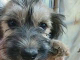 À accueillir : chiot femelle de 5 mois