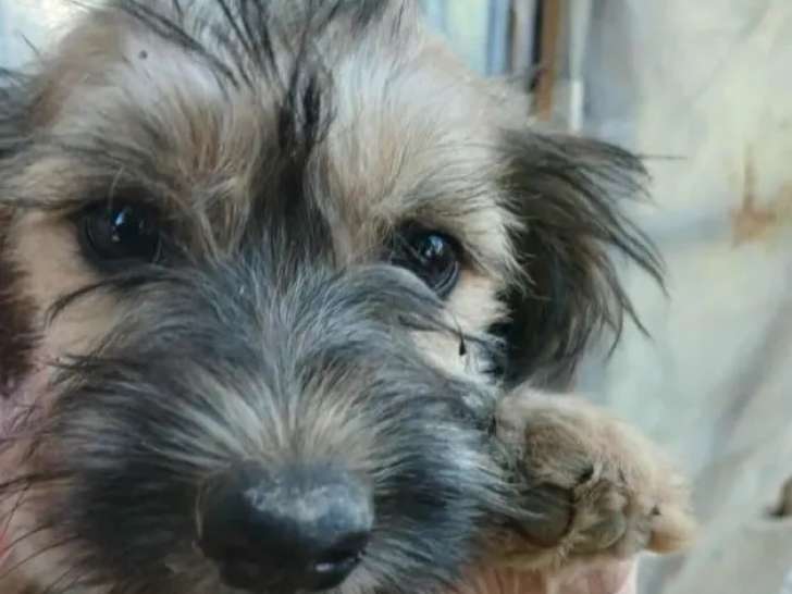 À accueillir : chiot femelle de 5 mois