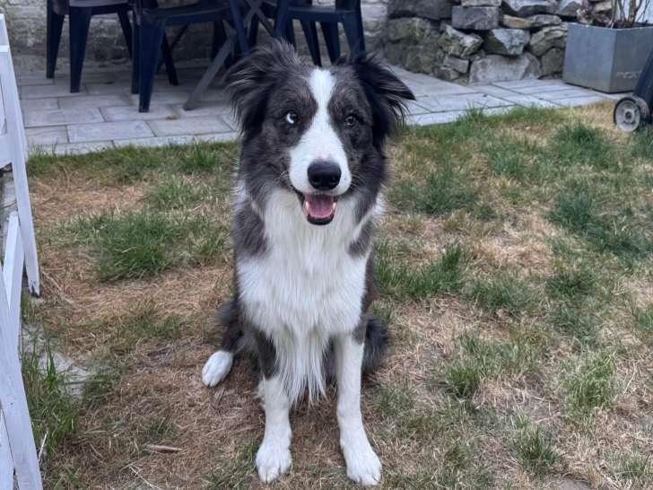 Loki