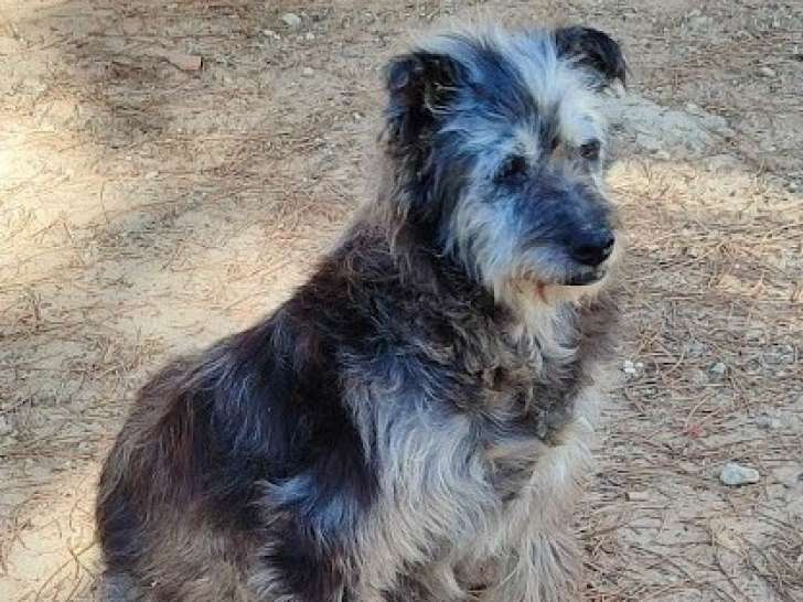 Amira, chienne de 10 ans au grand coeur à adopter